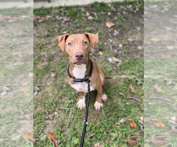 Medium Photo #1 Miniature Bull Terrier-Unknown Mix Puppy For Sale in Lancaster, PA, USA