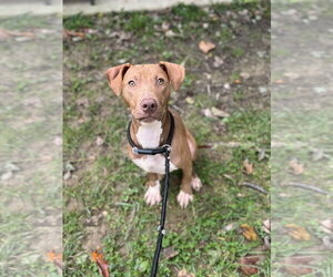 Miniature Bull Terrier-Unknown Mix Dogs for adoption in Lancaster, PA, USA