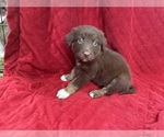 Puppy Reba Borador