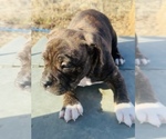Small #3 American Bully