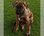 Image preview for Ad Listing. Nickname: Diesel