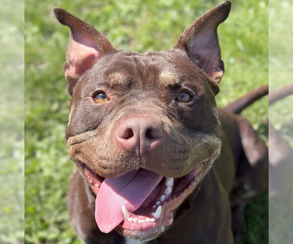 Medium Photo #6 Mutt Puppy For Sale in Jefferson, WI, USA