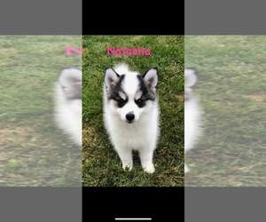 Pomsky Puppy for sale in SAVOY, MA, USA