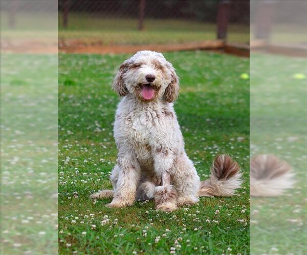 Medium Photo #1 Poodle (Standard) Puppy For Sale in Grovetown, GA, USA