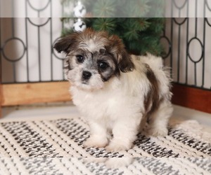 Zuchon Puppy for sale in NAPLES, FL, USA