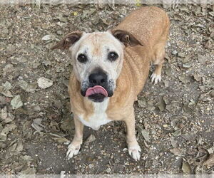 Brutus - Male Black Mouth Cur-Labrador Retriever Mix Dog for Adoption - Photo #2