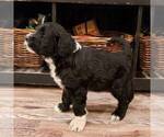 Small Photo #3 Portuguese Water Dog Puppy For Sale in ATMORE, AL, USA