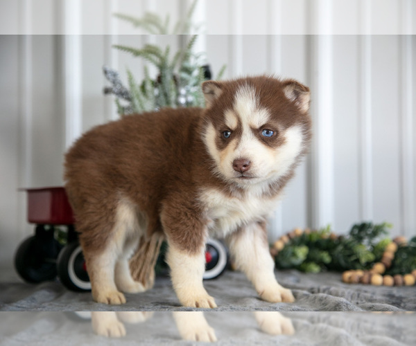 Medium Photo #14 Siberian Husky Puppy For Sale in SHREVE, OH, USA