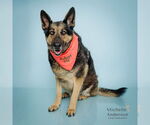 Small #1 German Shepherd Dog Mix