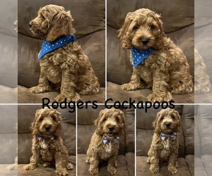 Cockapoo Puppy for Sale in BLUE MOUNTAIN, Mississippi USA