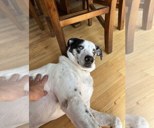 BISCUIT - Male Great Pyrenees-Unknown Mix Dog for Adoption - Photo #3