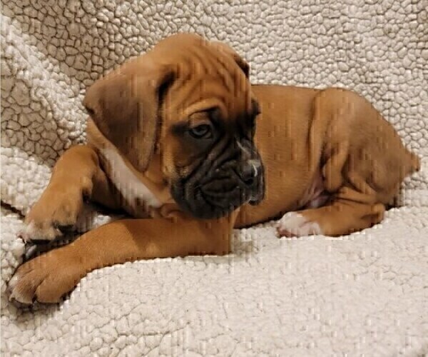 Medium Photo #1 Boxer Puppy For Sale in JOLIET, IL, USA