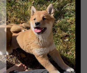 Shiba Inu Puppy for sale in HELENDALE, CA, USA