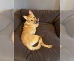 Small #3 Mutt