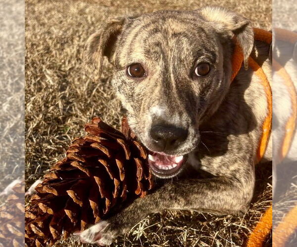 Medium Photo #7 Labrador Retriever-Unknown Mix Puppy For Sale in Canton, CT, USA