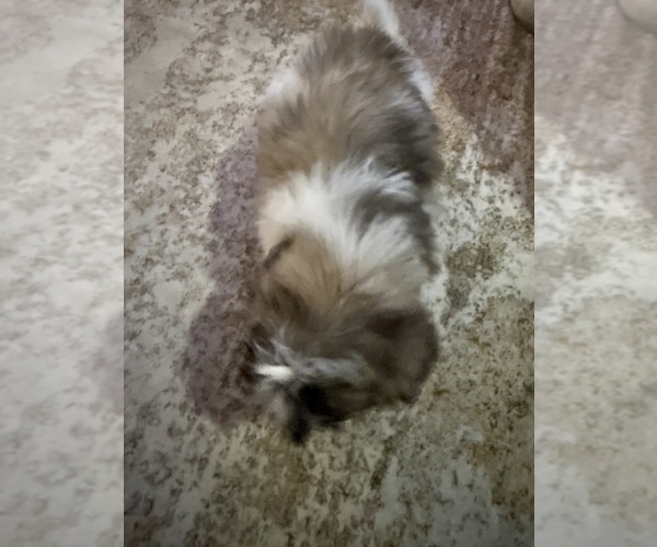 Medium Photo #2 Mal-Shi Puppy For Sale in DINWIDDIE, VA, USA