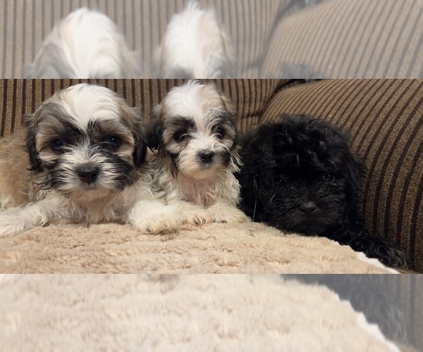 Medium Photo #3 Zuchon Puppy For Sale in SHAWNEE, KS, USA