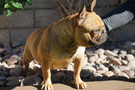 Medium Photo #6 Bulldog Puppy For Sale in LA QUINTA, CA, USA