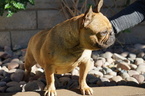 Small Photo #6 Bulldog Puppy For Sale in LA QUINTA, CA, USA