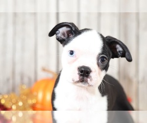 Boston Terrier Puppy for sale in MOUNT VERNON, OH, USA