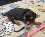 Small Photo #28 Aussalier Puppy For Sale in ATHOL, ID, USA
