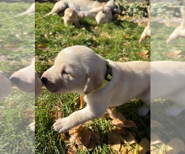 Medium Photo #8 Labrador Retriever Puppy For Sale in TWIN FALLS, ID, USA