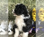 Small Photo #4 Miniature Bernedoodle Puppy For Sale in LEO, IN, USA