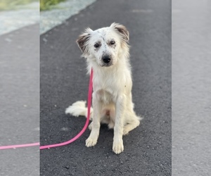 Mutt Dogs for adoption in MOUNT VERNON, WA, USA