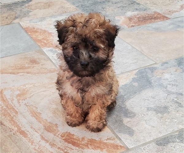 Medium Photo #3 ShihPoo Puppy For Sale in ZILLAH, WA, USA