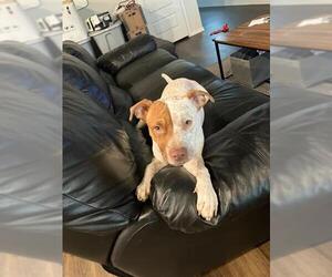 American Staffordshire Terrier-Unknown Mix Dogs for adoption in San Antonio, TX, USA