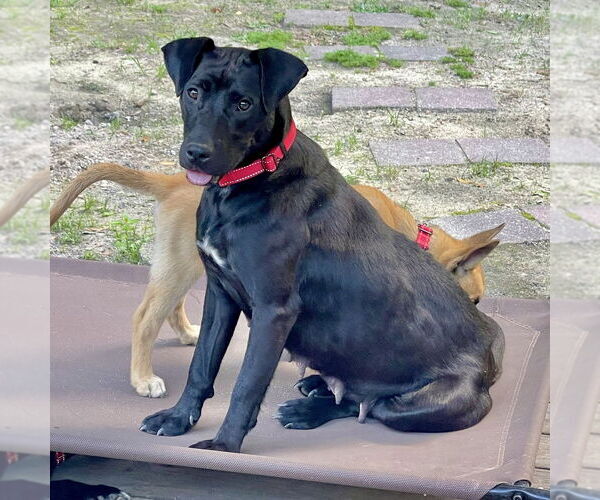 Medium Photo #7 Labrador Retriever-Unknown Mix Puppy For Sale in Brewster, NY, USA