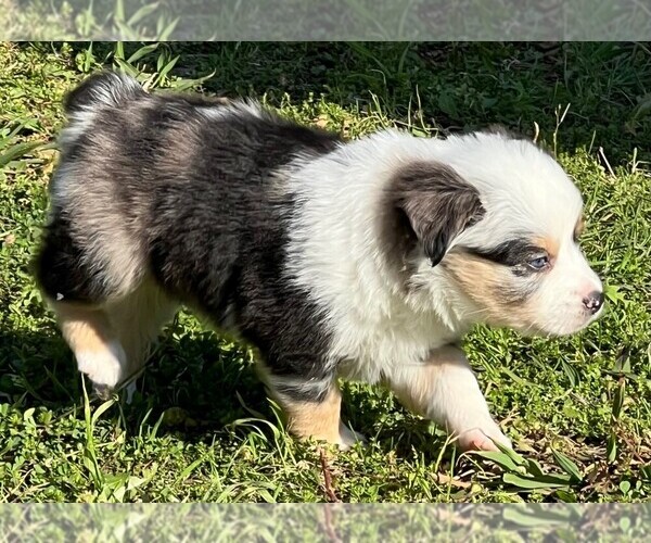 Medium Photo #21 Miniature Australian Shepherd Puppy For Sale in ARDMORE, OK, USA