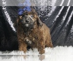 Puppy Eminem AKC Poodle (Toy)