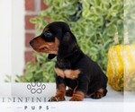 Brickle - Male Dachshund Puppy for Sale - Photo #5
