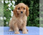 Small #4 Cavapoo