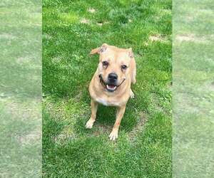 Bonnie (TX) - Female American Pit Bull Terrier-Unknown Mix Dog for Adoption - Photo #6