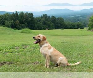 Father of the Labrador Retriever puppies born on 06/29/2025