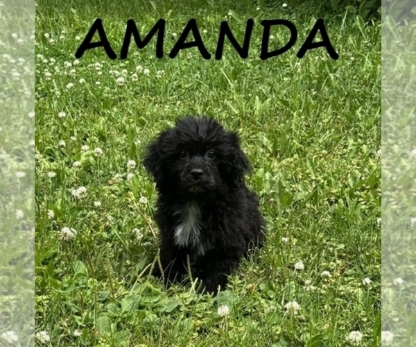 Medium Photo #2 Shih-Poo Puppy For Sale in HARTLAND, MN, USA