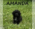 Small #1 Shih-Poo