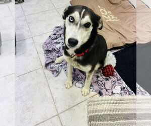 Border Collie-Huskies Mix Dogs for adoption in Princeton, MN, USA