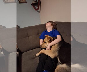 Akamai - Female Mutt Dog for Adoption - Photo #3