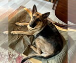 Small #2 German Shepherd Dog