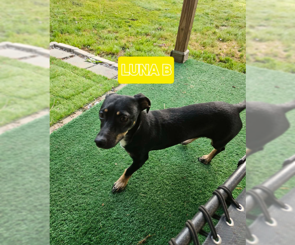 Medium Photo #3 Chiweenie Puppy For Sale in Cranston, RI, USA