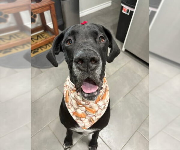 Medium Photo #5 Great Dane Puppy For Sale in Bullard, TX, USA