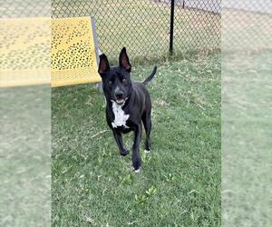 AMBER - Female Labrador Retriever-Unknown Mix Dog for Adoption - Photo #2