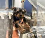 Small Photo #1 Yorkshire Terrier Puppy For Sale in HACIENDA HEIGHTS, CA, USA