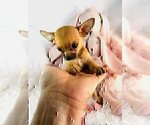 Small #8 Chihuahua