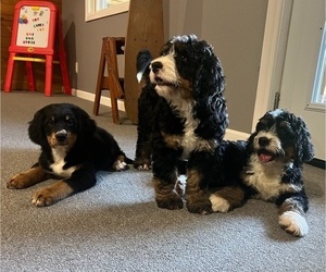 Bernedoodle Litter for sale in BLAIRSVILLE, GA, USA