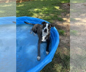 Bella - Female American Staffordshire Terrier-German Shepherd Dog Mix Dog for Adoption - Photo #7
