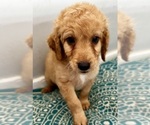 Small Photo #20 Goldendoodle (Miniature) Puppy For Sale in PENSACOLA, FL, USA